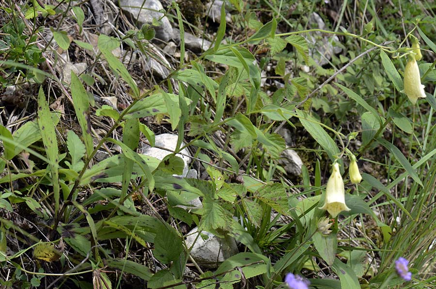 Digitalis lutea  / Digitale gialla piccola